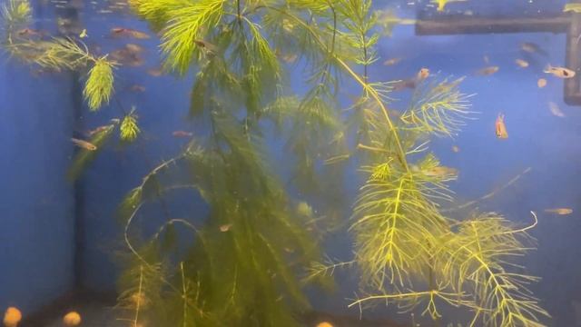 ЧЕМ КОРМИТЬ МАЛЬКА ГУППИ ЕСЛИ НЕТ ЖИВОГО КОРМА | Гуппи уход и содержание смотреть онлайн