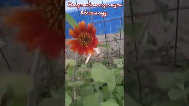 Декоративные подсолнухи в вашем саду/мамины цветы#shorts#nature#сад смотреть онлайн