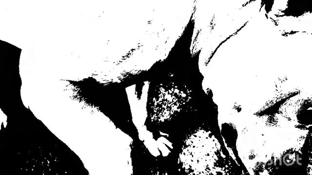 American Bulldog Black and White смотреть онлайн