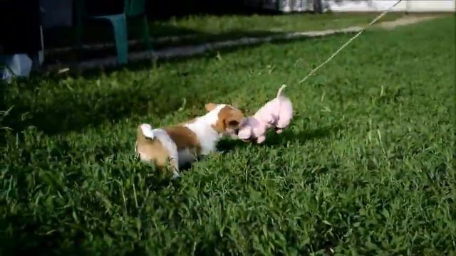 Лакшери Штерн ЕЖИ МАРИО 2 месяца мальчик смотреть онлайн