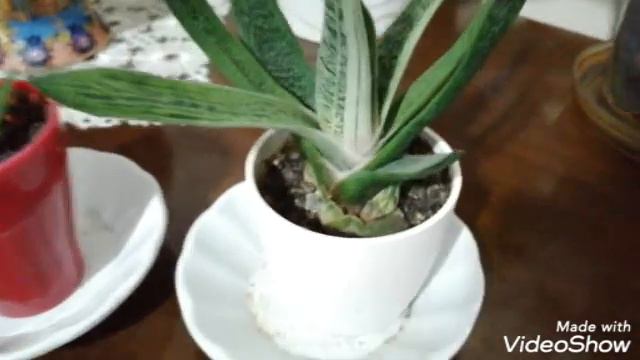 Sığır Dili (Gasteria) Bitkisinin Yetiştirilmesi,Üremesi смотреть онлайн