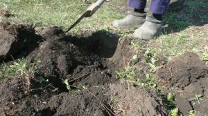 Вредители Слепыши , как поймать. SMart1961