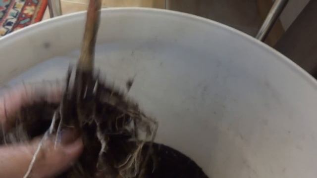 Цветы в моем доме. Комнатные растения. Как спасти кордилину от гибели. Черенкование. смотреть онлайн