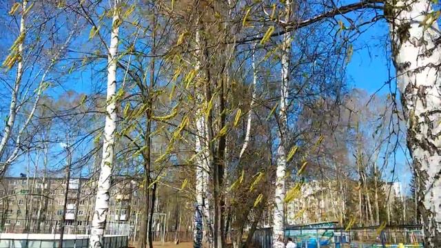 Берёза цветет. Ветер теребит серёжки. Весна смотреть онлайн