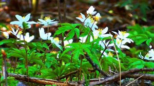 Звуки живой природы: первоцветы, весна. Видео для отдыха.