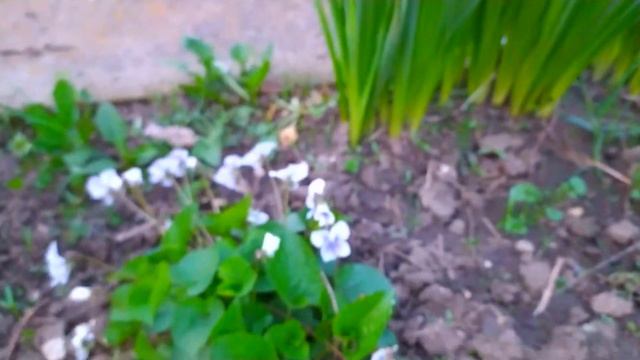 ПЕРВОЦВЕТЫ - ПЕРВЫЕ САДОВЫЕ ЦВЕТЫ смотреть онлайн