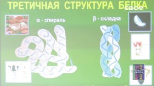 Химия 10 класс. Белки