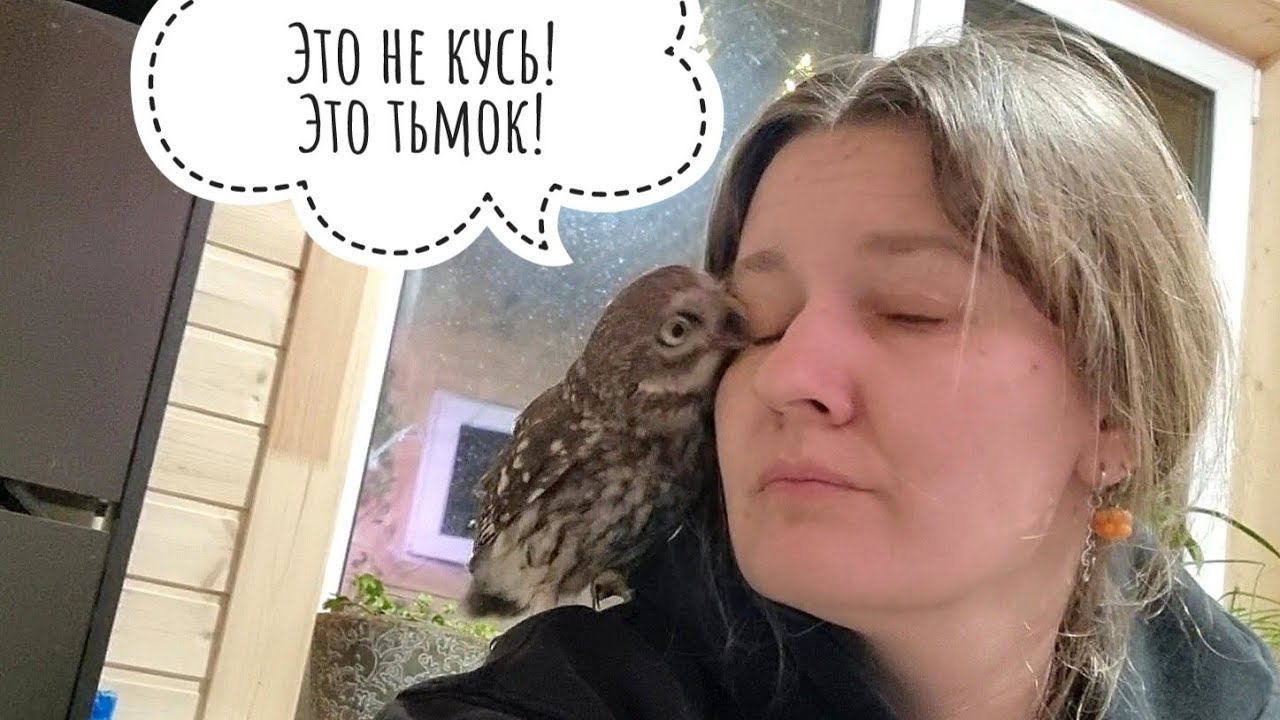 Сыч Лучик играет в пиратскую сову, пока мы ждём погадку от сыча Чучундрия. Фото совы с плакатиком