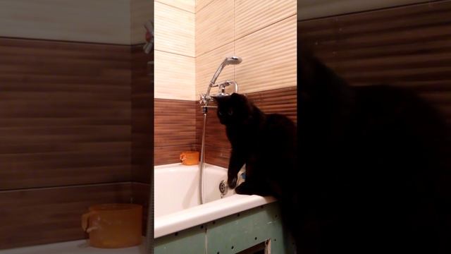 Котик пьёт водичку приколы смотреть онлайн