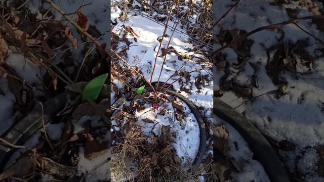 Голубика мой опыт смотреть онлайн
