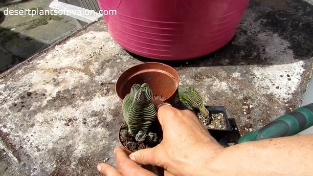 Re Potting my Crassula Kimnachi 'Buddha's Temple' Succulent Plants смотреть онлайн