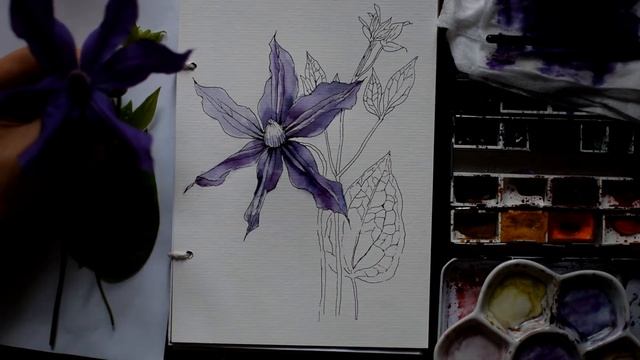 Графика + акварель. Клематис для марафона Herbarium смотреть онлайн