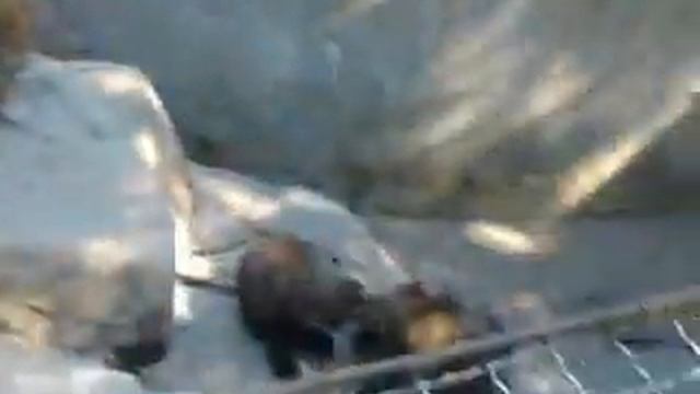 Калининградский Зоопарк смотреть онлайн