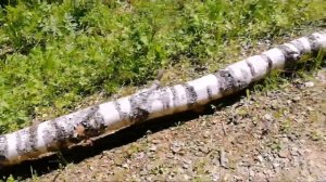 Валежник или не валежник?