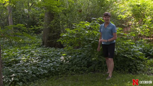 Aggressive Shade Plants смотреть онлайн