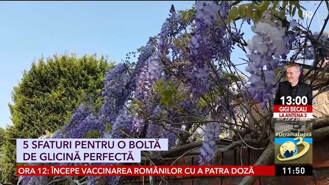 Tot ce trebuie să ştii despre glicină смотреть онлайн