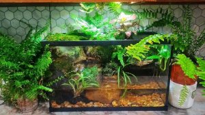 Палюдариум. Обзор моего 35 литрового палюдариума.