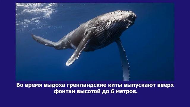 Интересные факты о китах. А вы знали об этом? Будь умным! смотреть онлайн