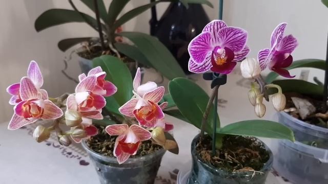 Мои самые красивые орхидеи- бабочки и другие любимки. смотреть онлайн