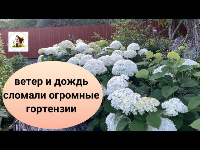 Гортензия древовидная Анабель. Как переживают огромные цветы непогоду. Архив 7 июля 2023. смотреть онлайн