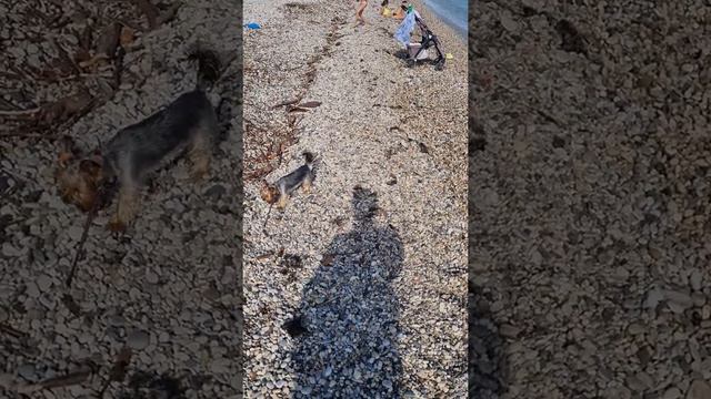 Последние деньки на море 15.08...с Юстиночкой 🐕🌺🌺🌺 смотреть онлайн