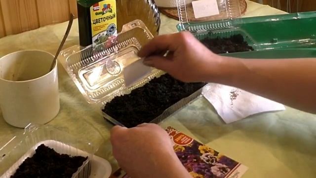 Посев виолы на рассаду. Выращивание виолы. Как вырастить анютины глазки? смотреть онлайн