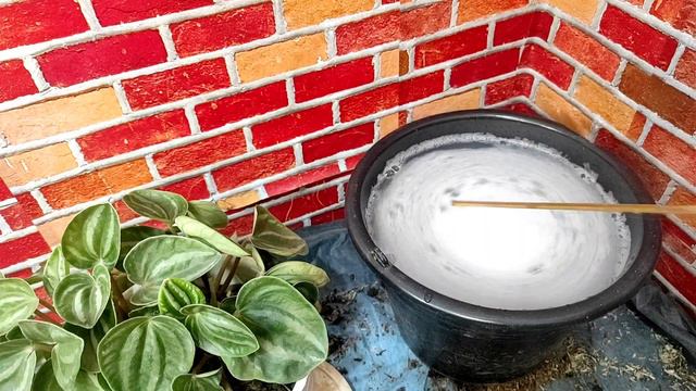 kenali gejala penyakit busuk pada tanaman hias смотреть онлайн