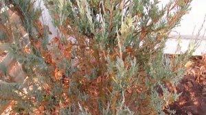 КАК ОЖИВИТЬ МОЖЖЕВЕЛЬНИК. Простой уход для всех.