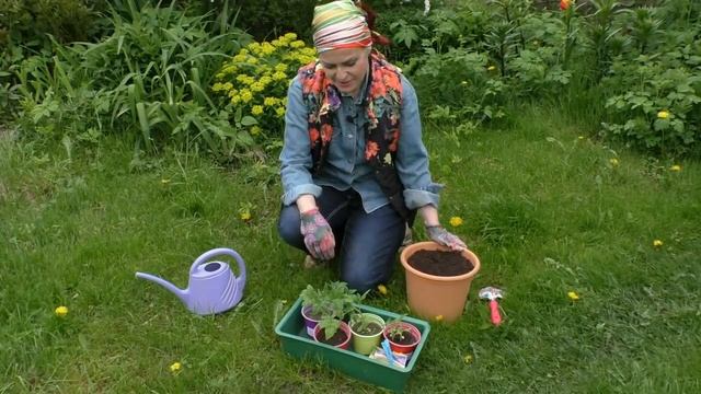 Томаты в горшках - как выращивать