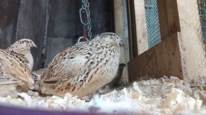 Разведение и выращивание перепелов/ вопросы и ответы/ перепелки породы Феникс