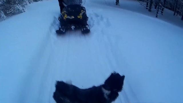 Новогодние каникулы в Тайге смотреть онлайн