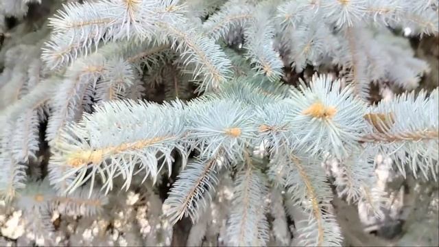 Вышивка в апреле. ЭСТЭ "Дорогой Гость", Чеширский кот "Жмурки". Оформление работ. смотреть онлайн