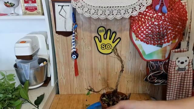 2.Обрезка и формировка бонсай из множества стволов граната часть 2.