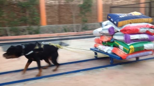 10 САМЫХ СИЛЬНЫХ СОБАК В МИРЕ смотреть онлайн