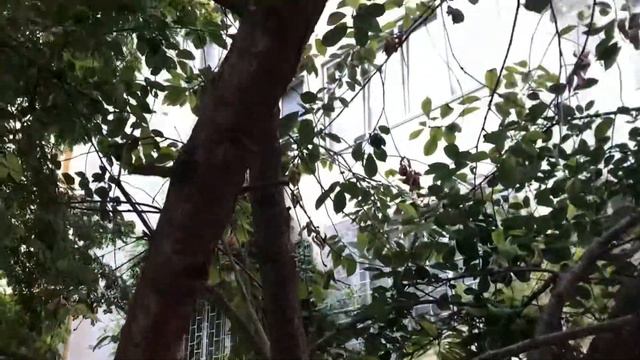 Селекция деревьев смотреть онлайн