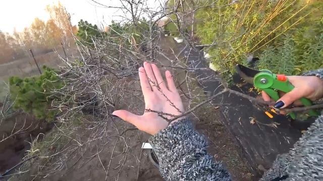 Бонсай из облепихи, как посадить дерево (Черемуху Маака) из сумки смотреть онлайн