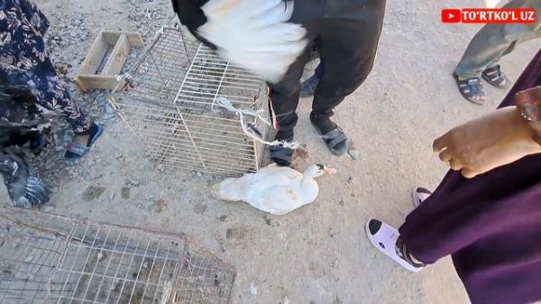 21-avgust, 2022 ТУРТКУЛЬ ТОВУК БОЗОРИ