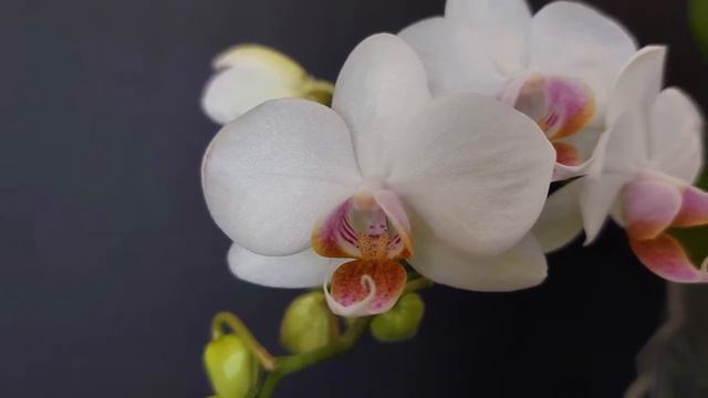 翻唱一首好听的《红豆词》与蝴蝶兰欣赏 Cover a nice "Red Beans" and enjoy the Phalaenopsis смотреть онлайн