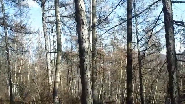 Второй поход часть 2 .Вылез на ряж .Но это не охота ,Собаки еще слабы смотреть онлайн