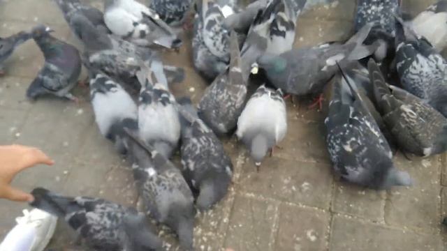 Кормим голубей на площади смотреть онлайн