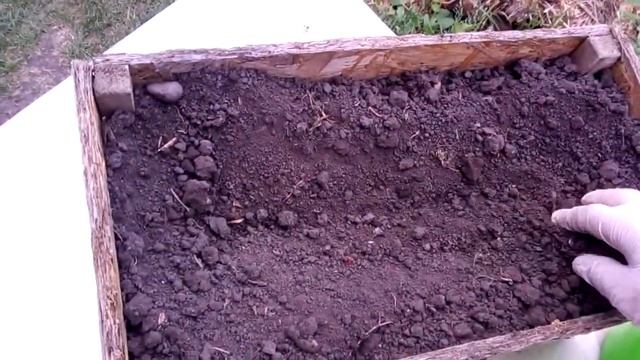 Как высадить колеус\колеусы дома и на улице! смотреть онлайн