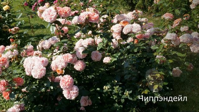 Краткий видео обзор розы Чиппэндейл - Chippendale (Tantau Германия, 2006)