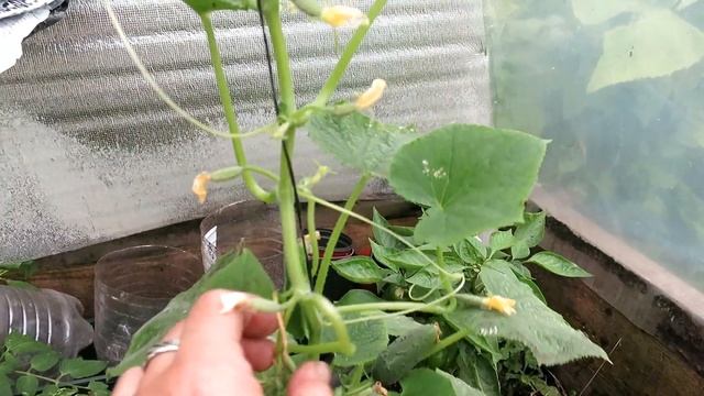 Колибри F1 * Сорта огурцов смотреть онлайн