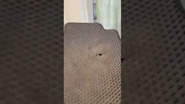 Обзор Ева ковриков! Как отличить Тайвань от качественного Российского материала смотреть онлайн