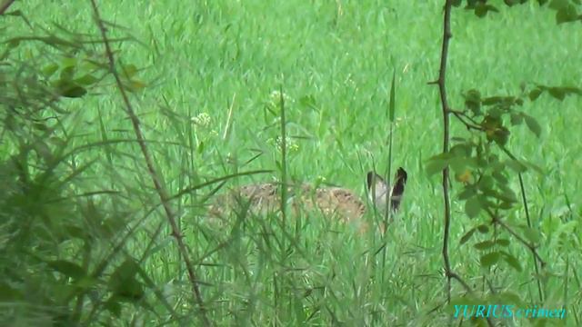 Заяц в долине Альмы. смотреть онлайн