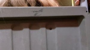 поездка на т40 маршрутке паз 32054 до прыгунова нижний новгород