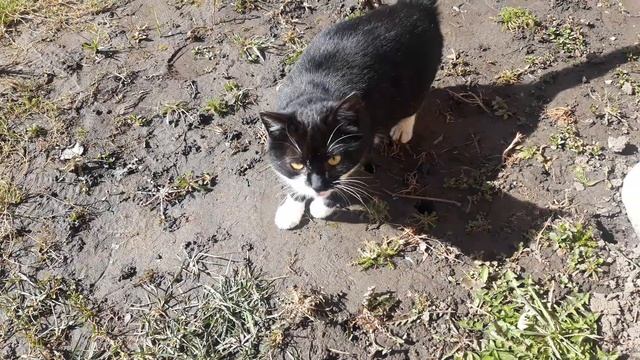 Беседка на даче, своими руками смотреть онлайн