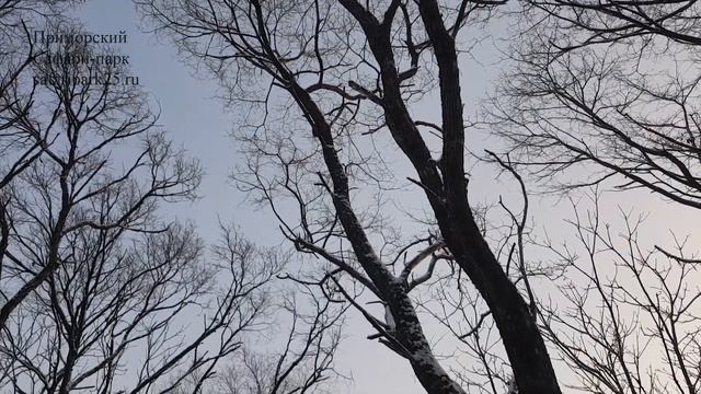 КОРМУШКА ДЛЯ БЕЛКИ смотреть онлайн