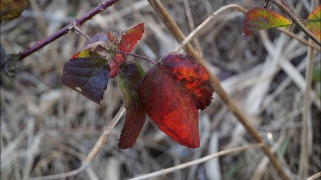 Sony Alpha A58 Unboxing + Photo Test смотреть онлайн