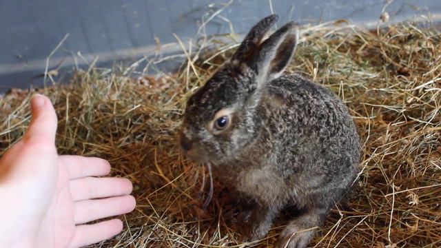 Как Фурия любит "маму"! смотреть онлайн